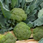 Potagères - Chou Brocoli Verdia 2 HF1 - Graines d'exception - face recto